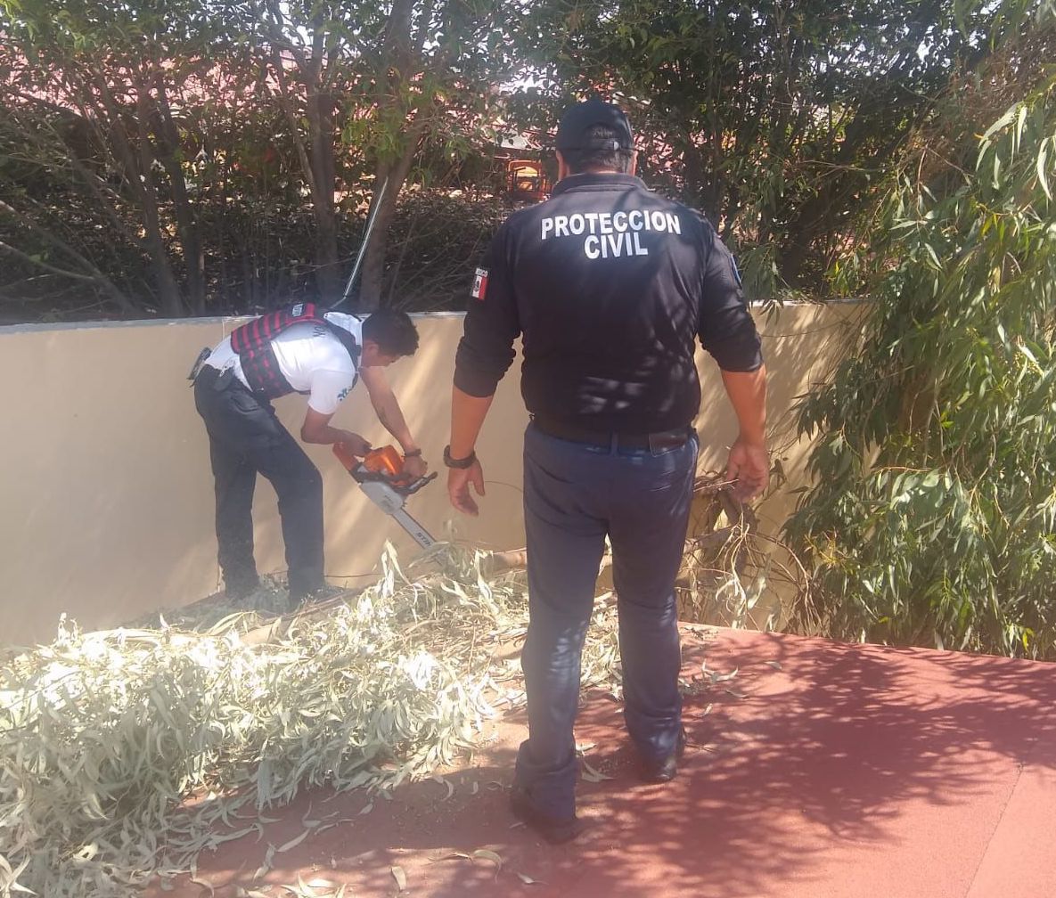 Atiende Protección Civil de Huamantla caída de ramas en jardín de niños